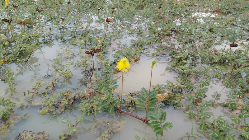 Water Dead And Awake photo 2