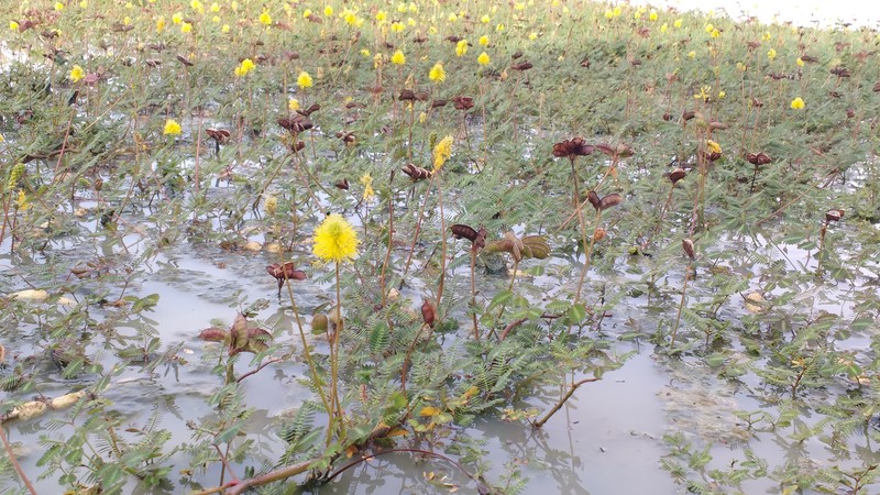 Water Dead And Awake photo 4