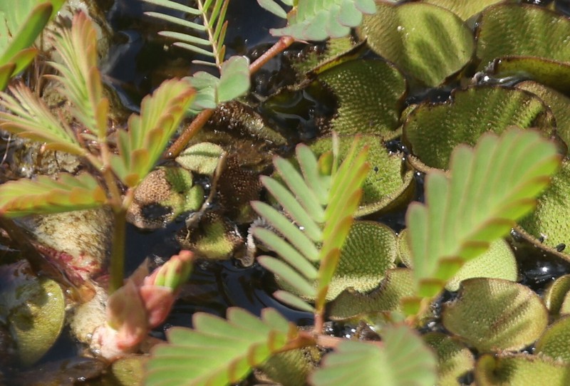 Garden Puff photo 3