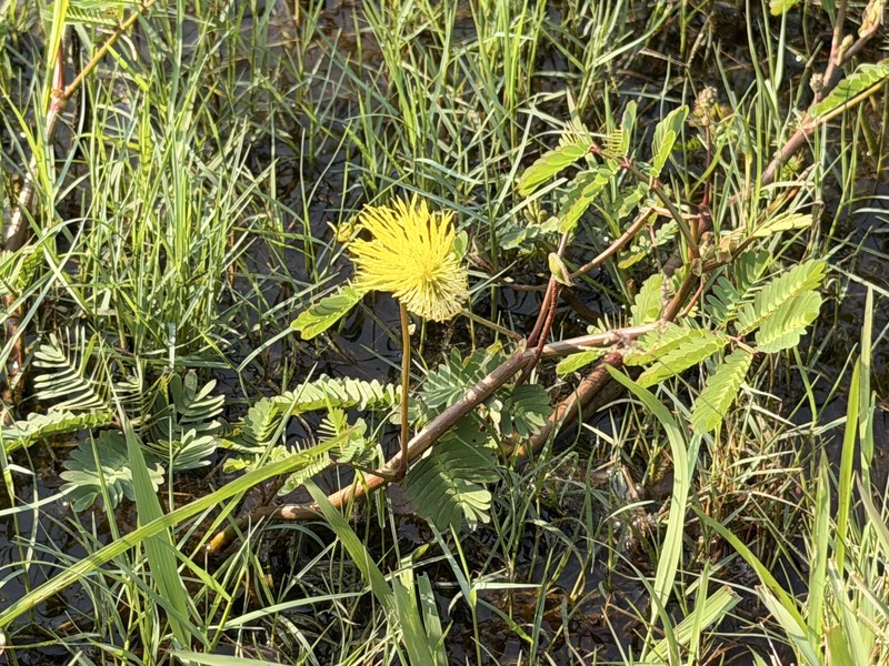 Garden Puff photo 4