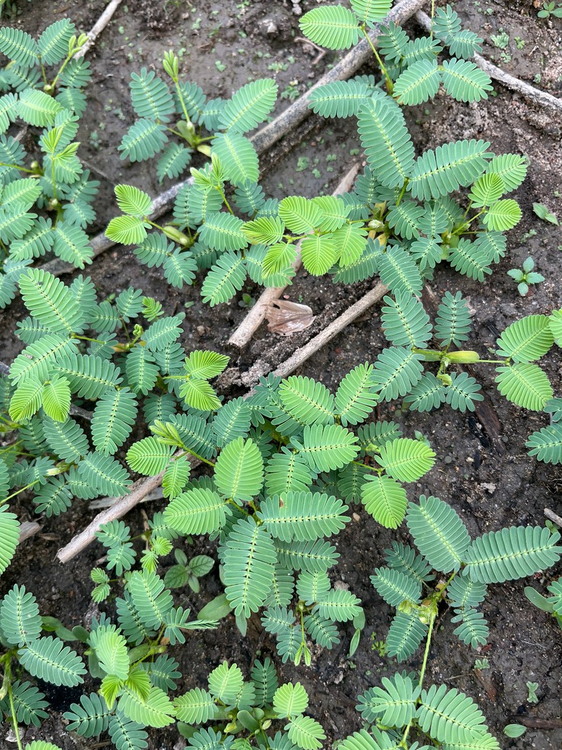 Garden Puff photo 6