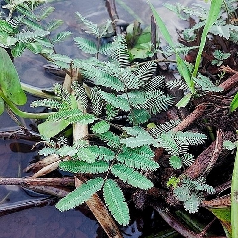 Garden Puff photo 8