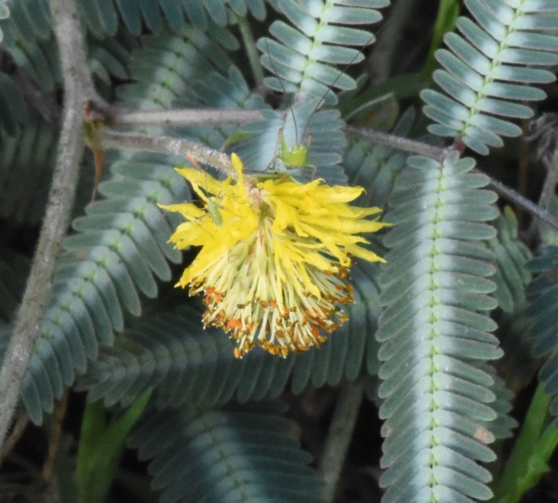 Tropical Puff