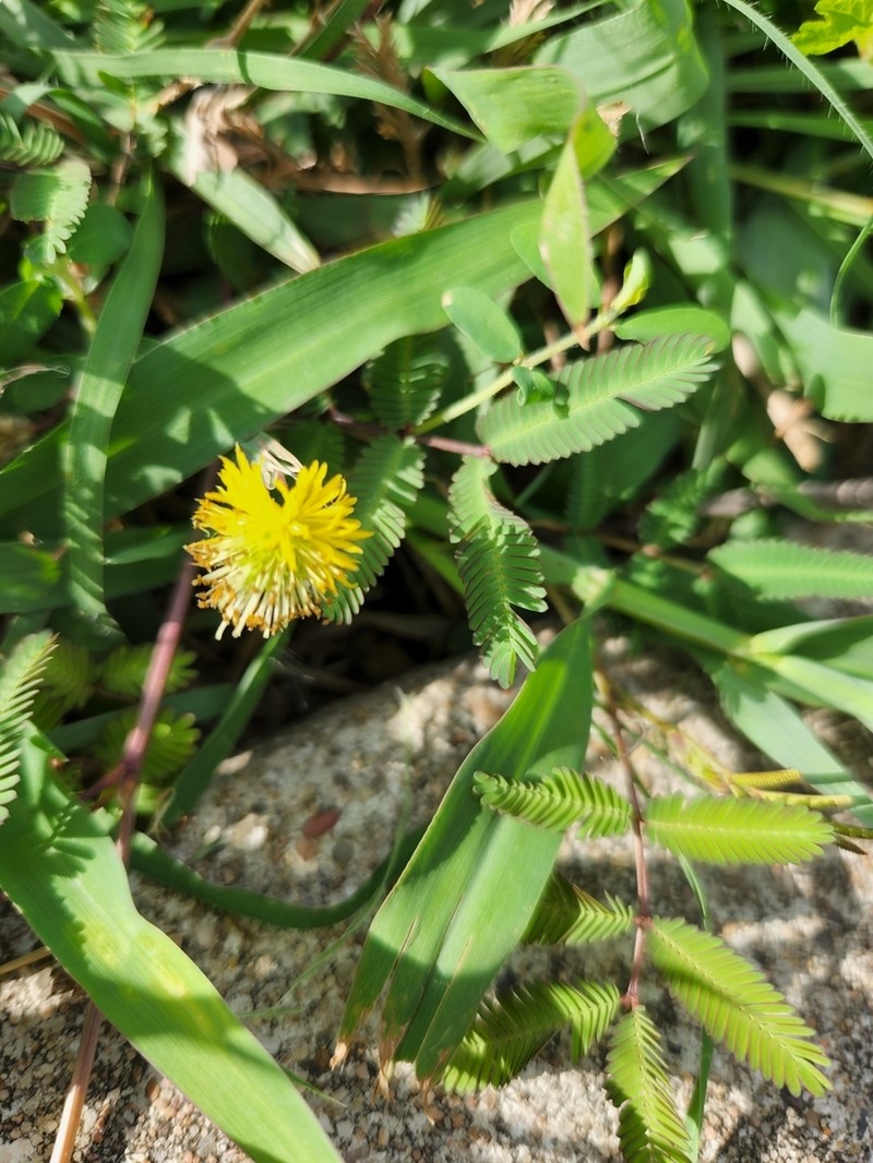 Tropical Puff photo 2