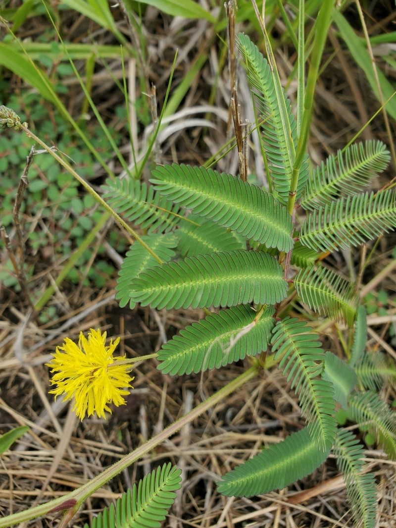 Tropical Puff photo 3