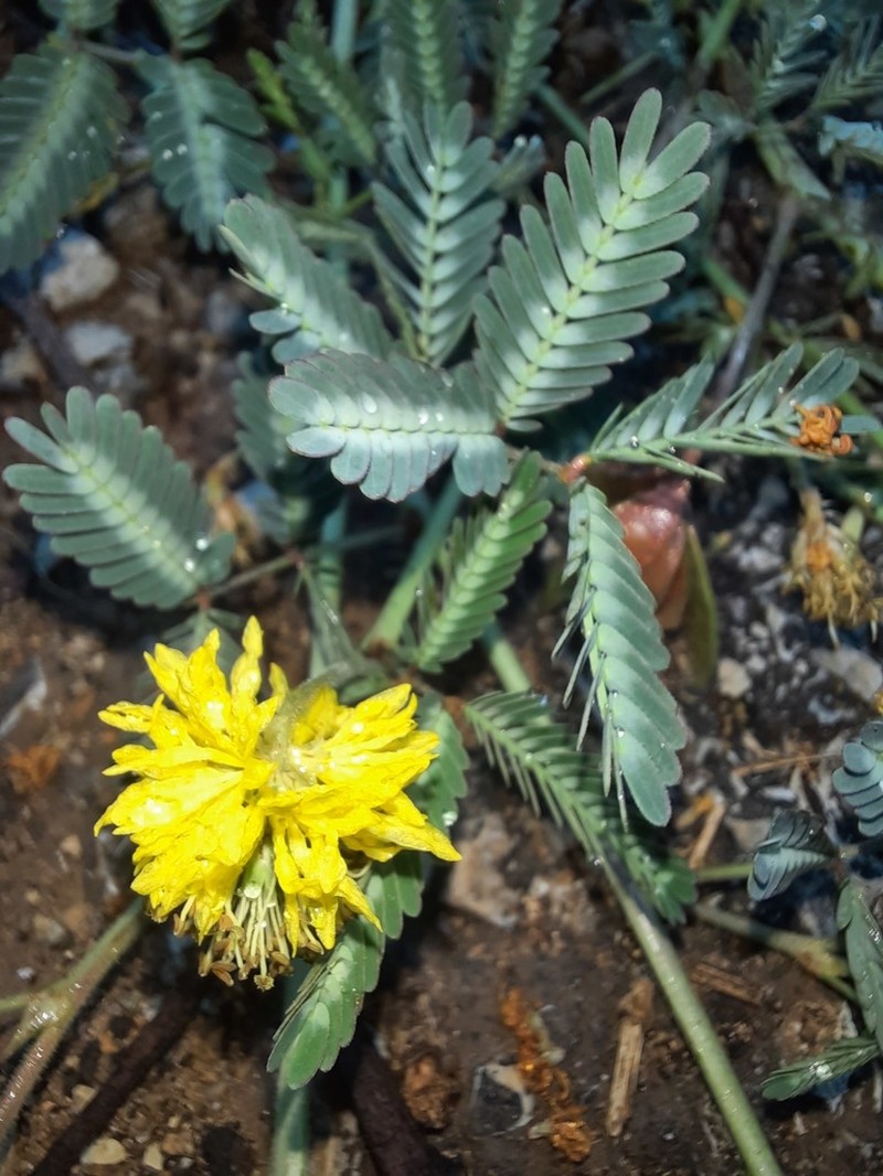 Tropical Puff photo 4