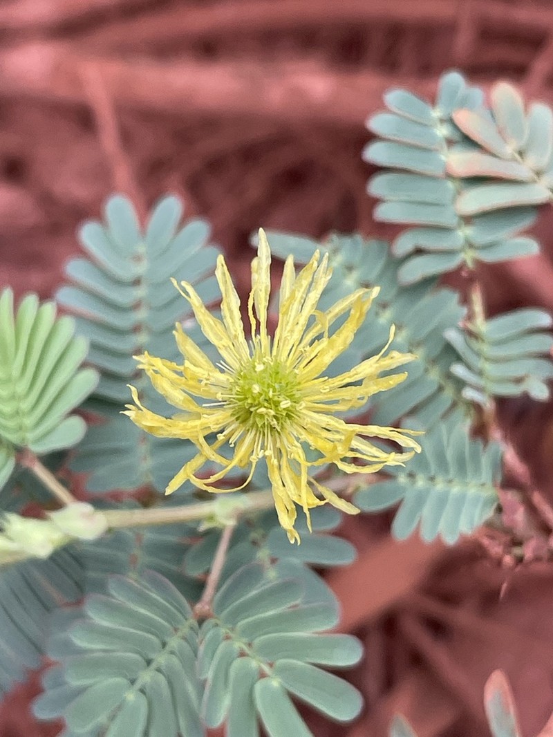 Neptunia xanthonema