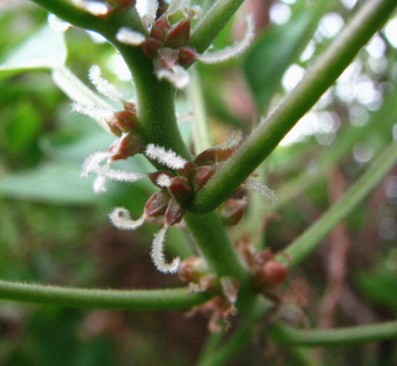 Angularfruit Ma'Oloa