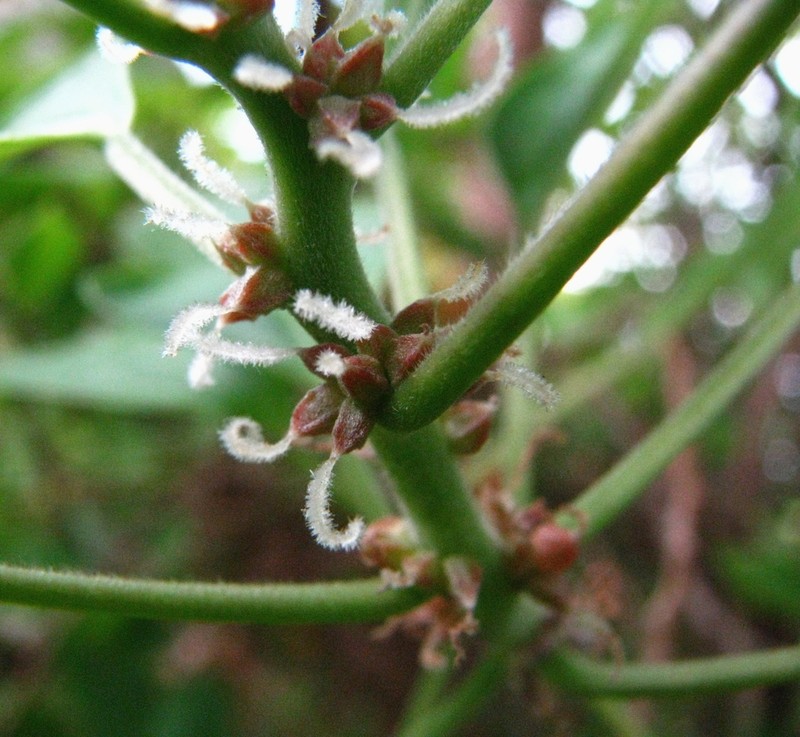 Angularfruit Ma'Oloa photo 2