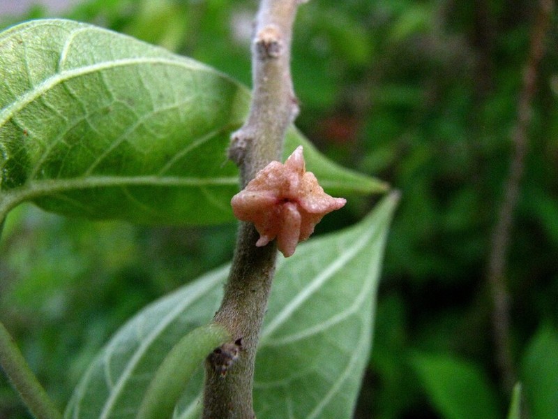 Angularfruit Ma'Oloa photo 3