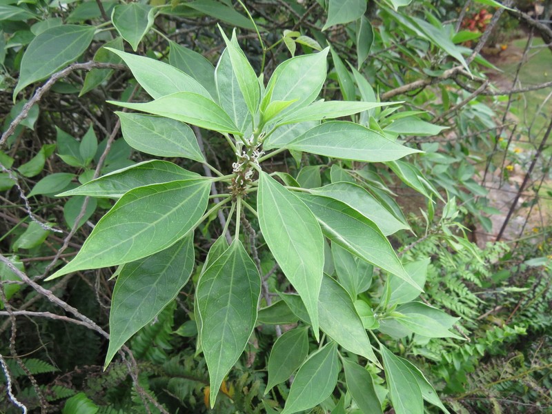 Angularfruit Ma'Oloa photo 7