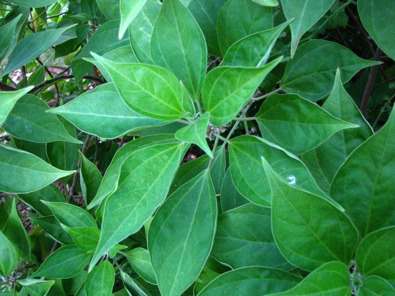 Neraudia angulata var. angulata photo 3