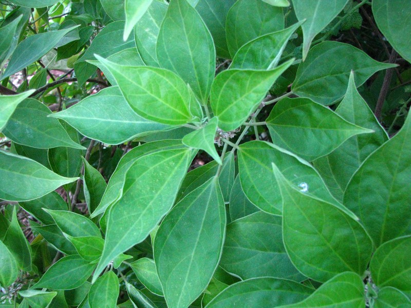 Neraudia angulata var. angulata photo 4