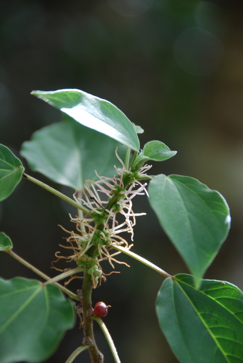 Ma'Aloa photo 3