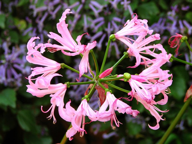 Nerine bowdenii
