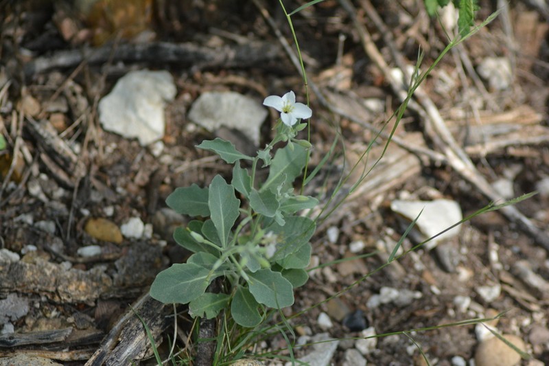 Bicolor Fanmustard