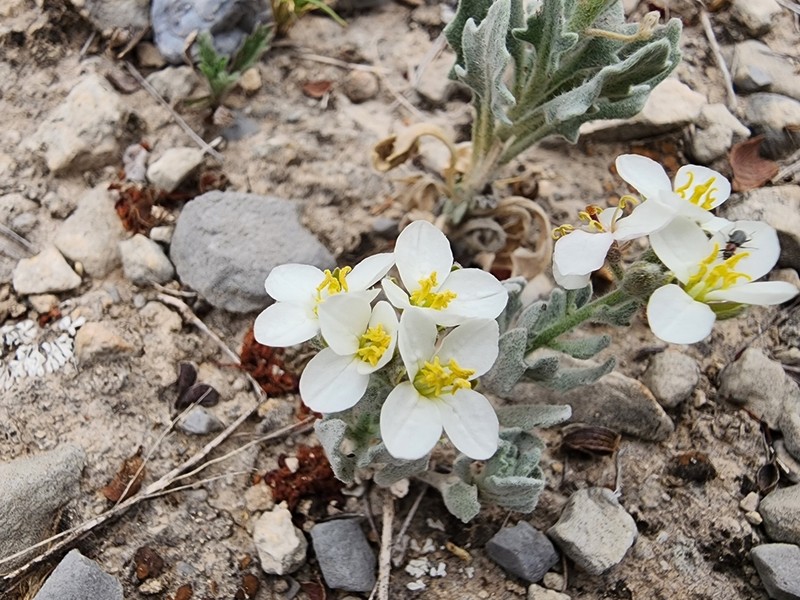 Bicolor Fanmustard photo 2