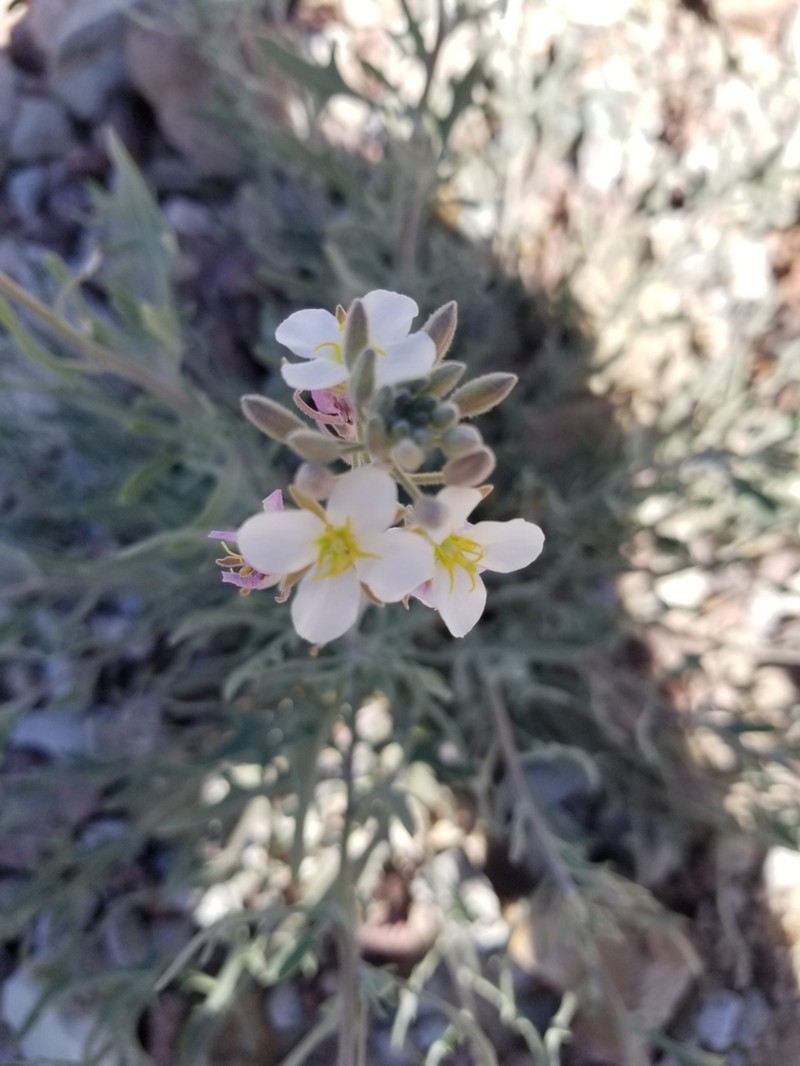 Bicolor Fanmustard photo 3