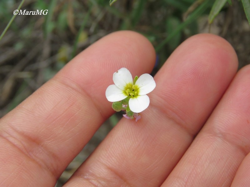 Bicolor Fanmustard photo 4