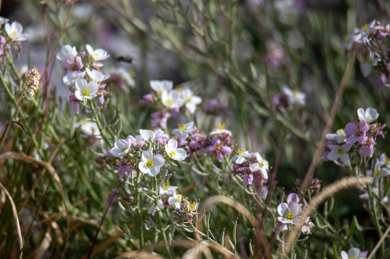 Bicolor Fanmustard photo 5