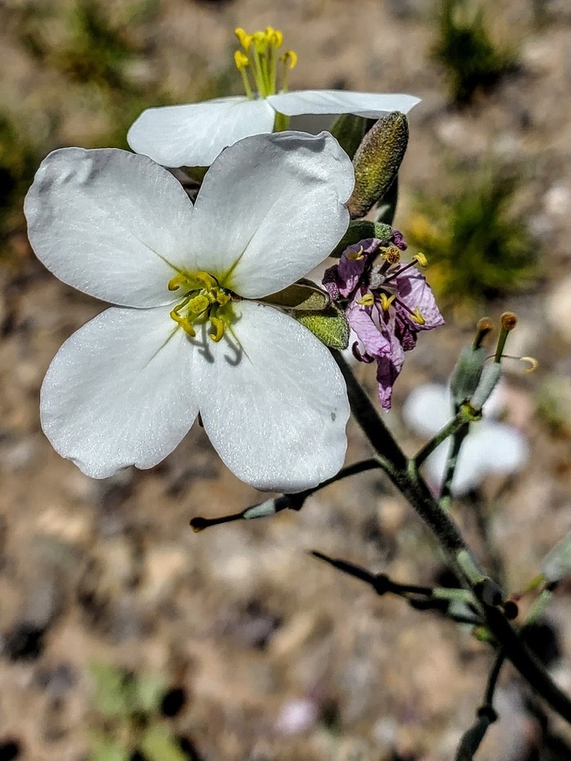 Bicolor Fanmustard photo 6