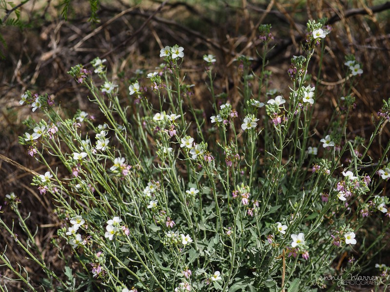Bicolor Fanmustard photo 8