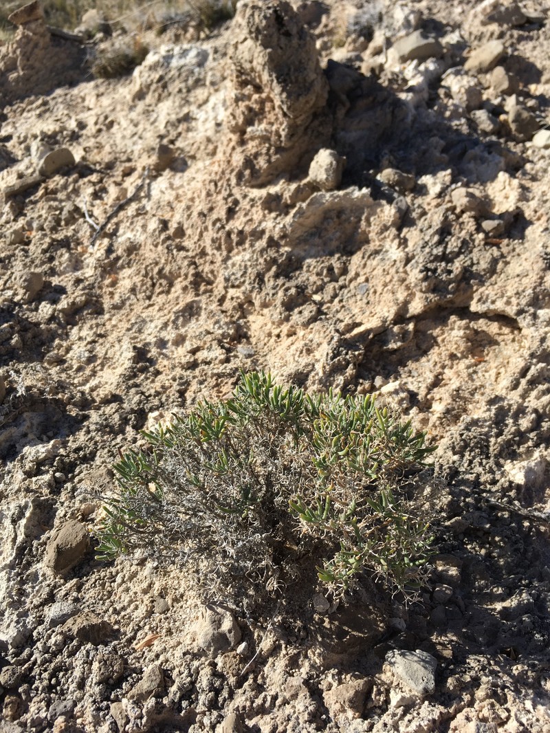 Nerisyrenia hypercorax photo 7