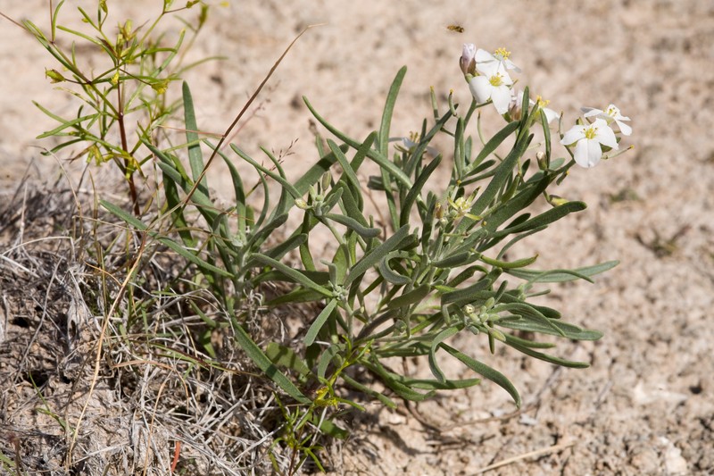 White Sands Fanmustard photo 3