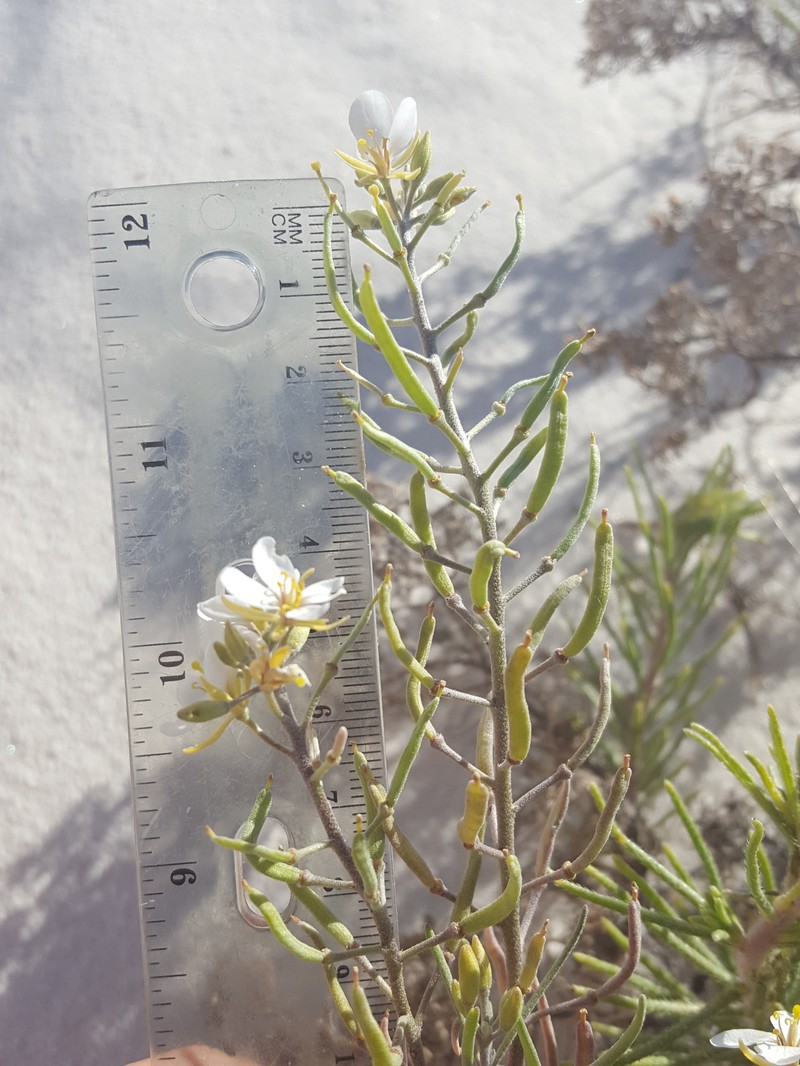 White Sands Fanmustard
