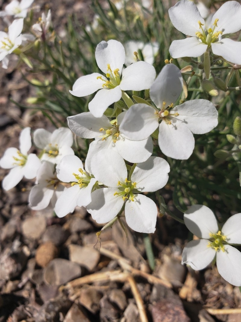 White Sands Fanmustard