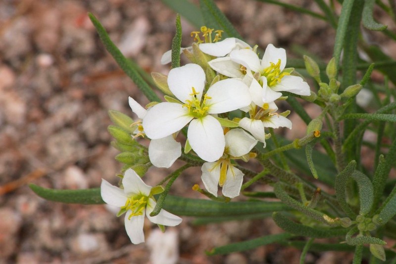 White Sands Fanmustard photo 2