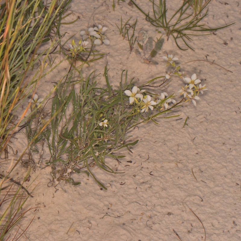 White Sands Fanmustard photo 3