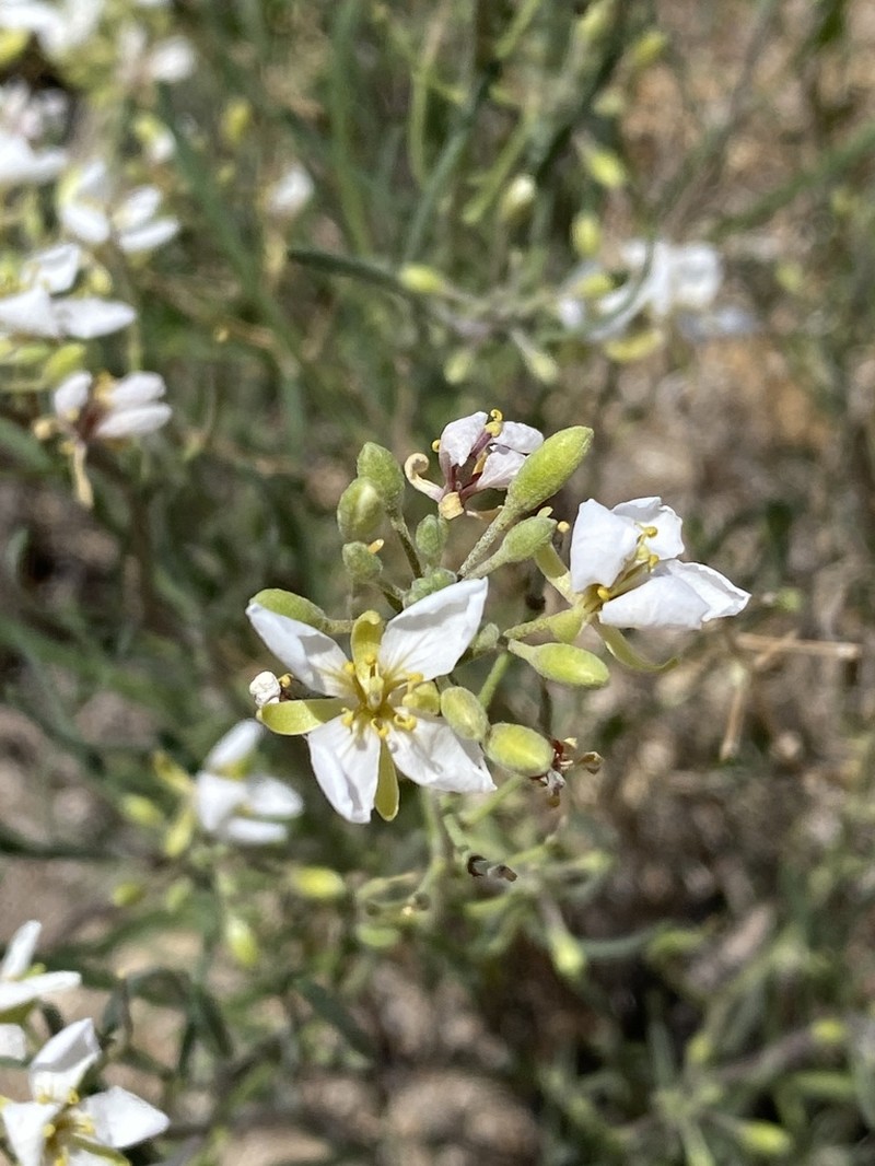 White Sands Fanmustard photo 4