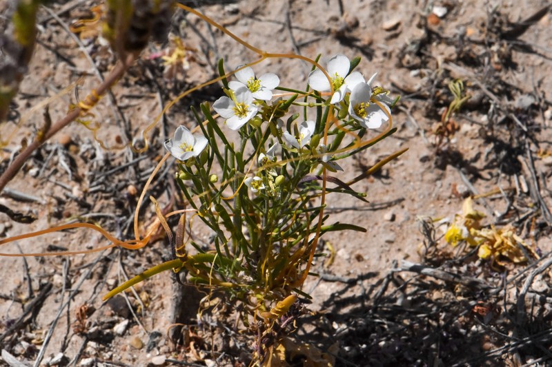 White Sands Fanmustard photo 5
