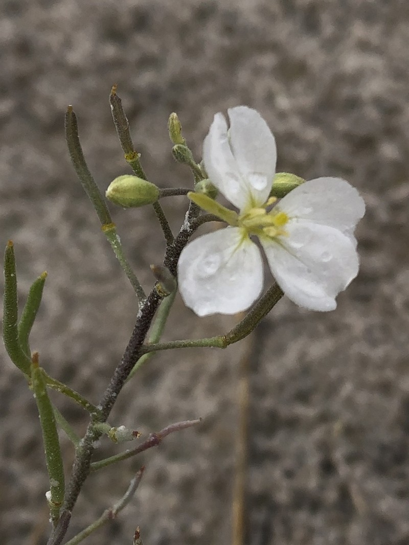White Sands Fanmustard photo 6