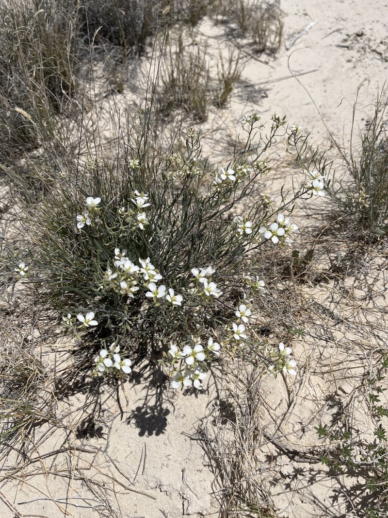 White Sands Fanmustard photo 7