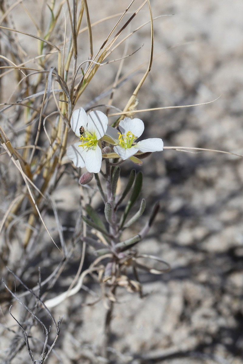 White Sands Fanmustard photo 8