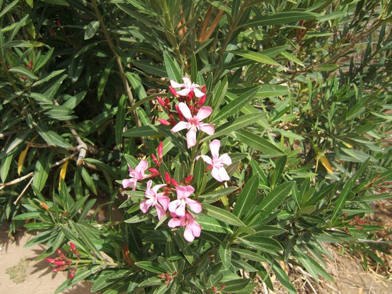 Oleander photo 3