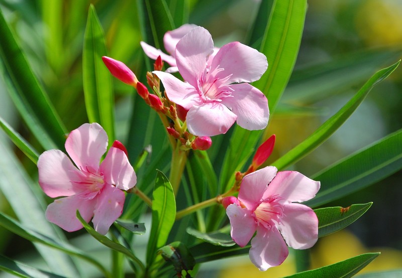 Oleander photo 2