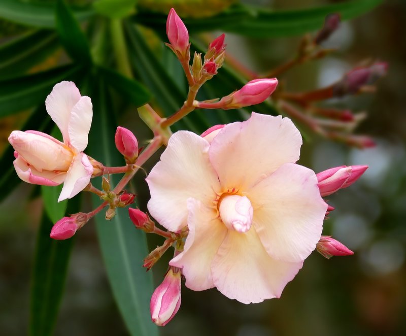 Oleander photo 4