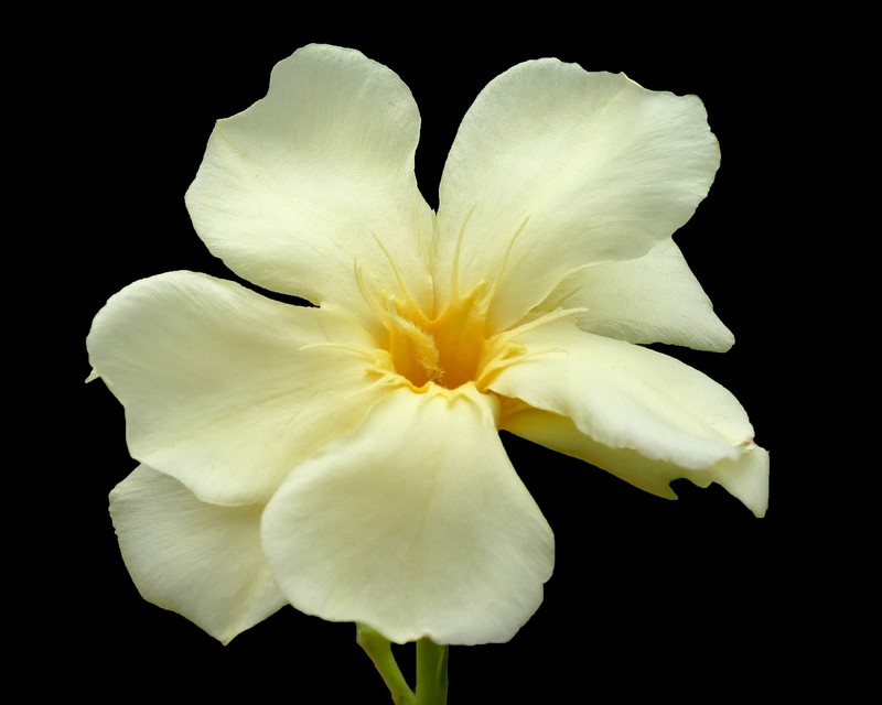 Oleander photo 5