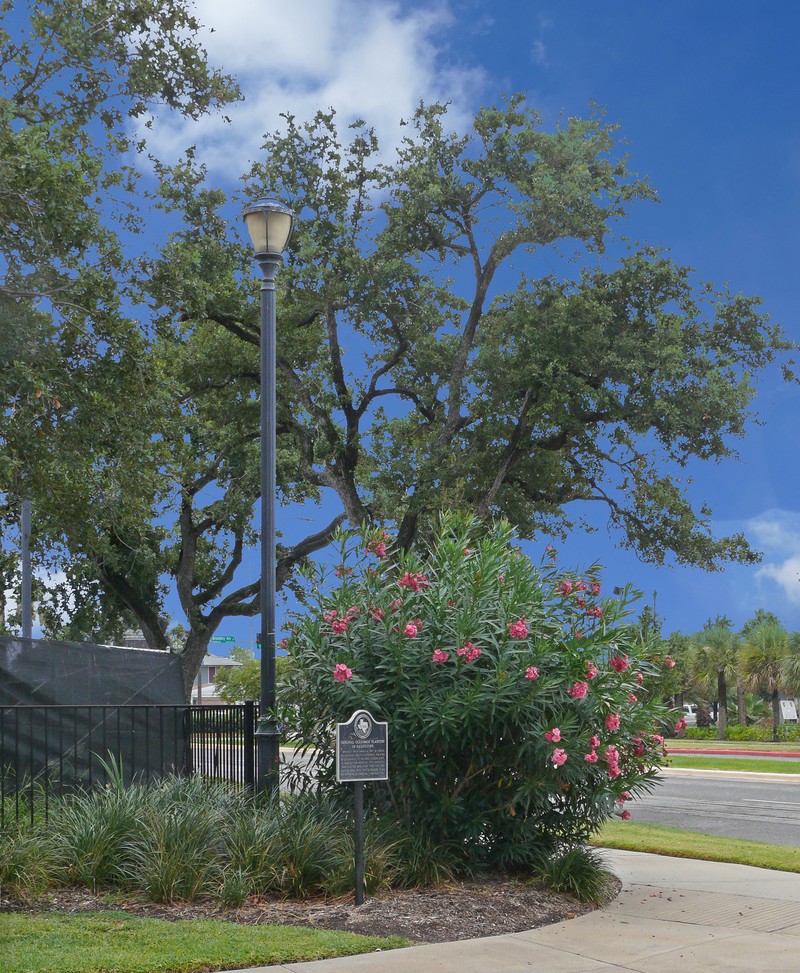 Oleander photo 6