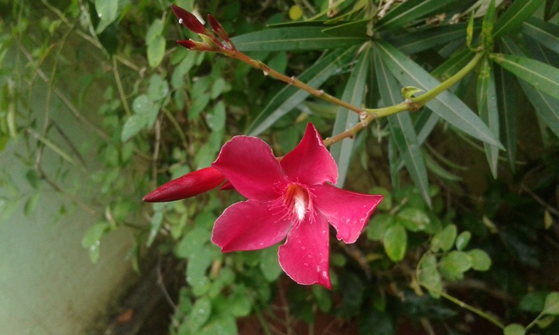Oleander photo 7
