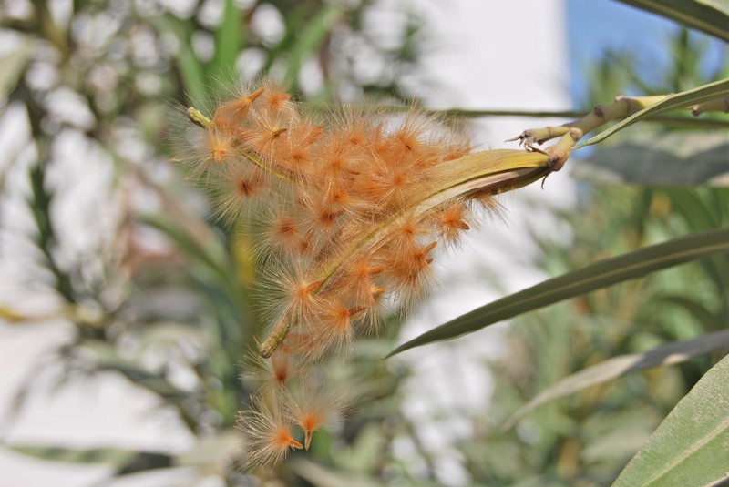 Oleander photo 8