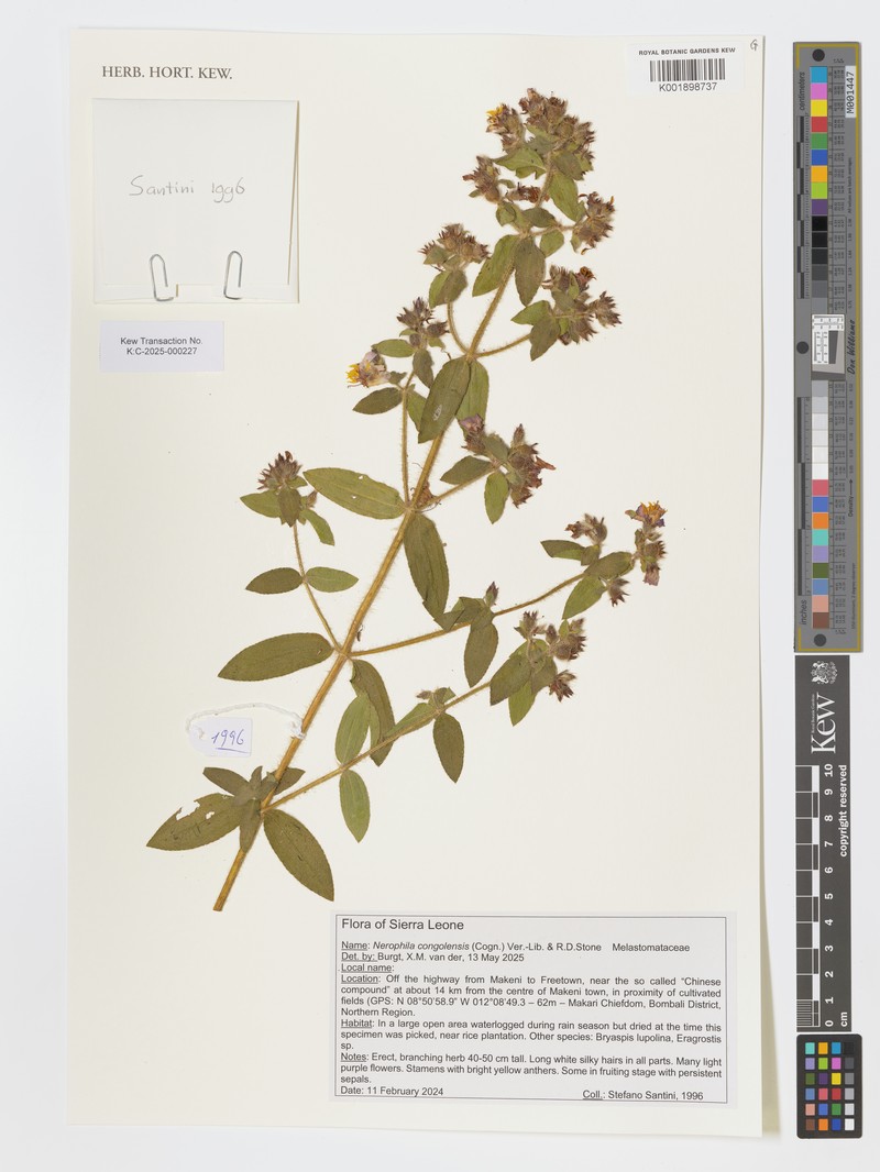 Nerophila congolensis