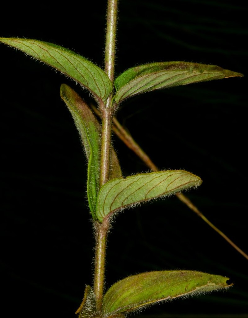 Nerophila congolensis photo 2