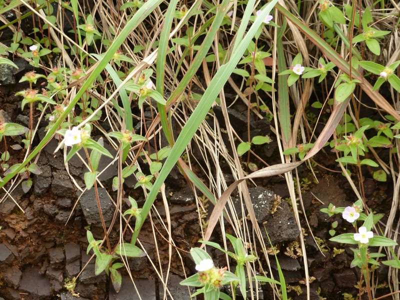 Nerophila decandra