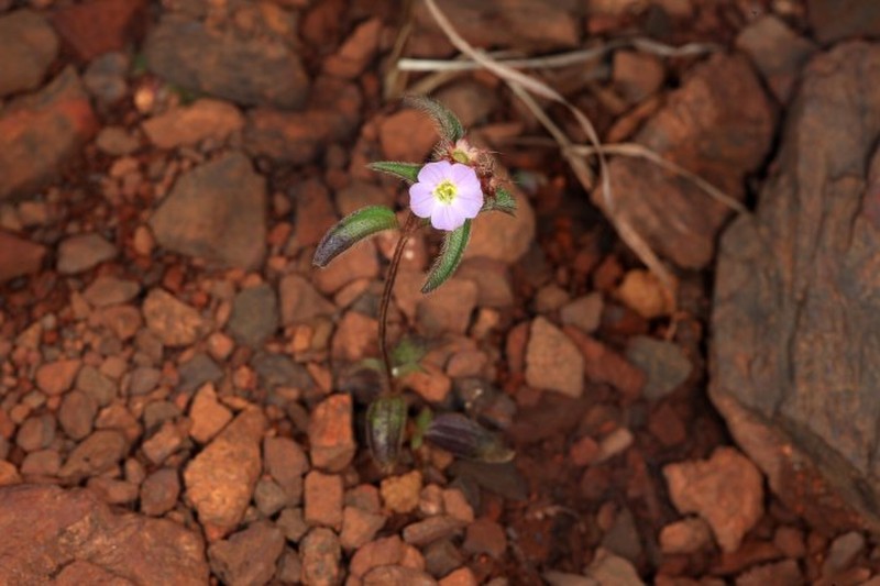 Nerophila decandra photo 2