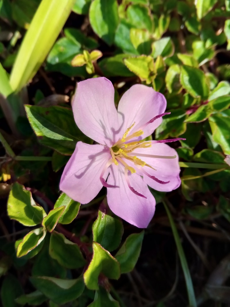 Nerophila pauciflora
