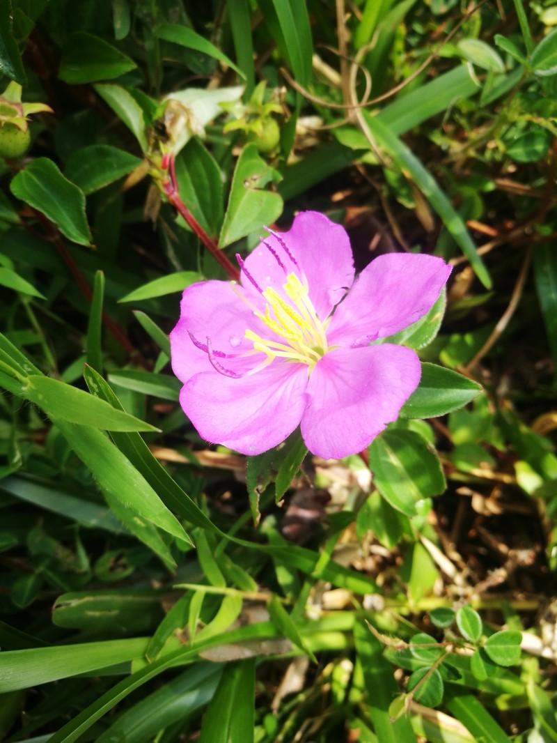 Nerophila pauciflora photo 2